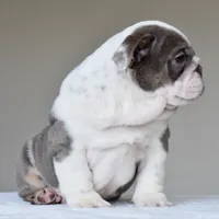 Oniy, a male English Bulldog for sale in Dallas, TX – 3 of 10