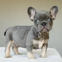 Ollie, a male French Bulldog for sale in Dallas, TX – Photo 7 of 10