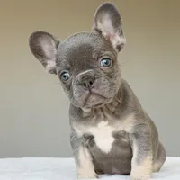 Ollie, a male French Bulldog for sale in Dallas, TX – Photo 10 of 10