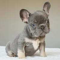 Ollie, a male French Bulldog for sale in Dallas, TX – Photo 5 of 10