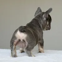 Ollie, a male French Bulldog for sale in Dallas, TX – Photo 2 of 10