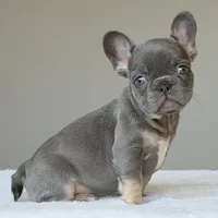 Ollie, a male French Bulldog for sale in Dallas, TX – Photo 3 of 10