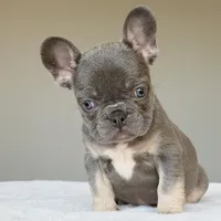 Ollie, a male French Bulldog for sale in Dallas, TX – Photo 8 of 10