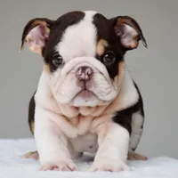 Kisses, a male English Bulldog for sale in Dallas, TX – 3 of 10