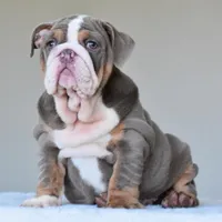 Boss, a male English Bulldog for sale in Dallas, TX – Photo 5 of 10