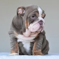 Boss, a male English Bulldog for sale in Dallas, TX – Photo 3 of 10