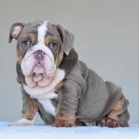 Boss, a male English Bulldog for sale in Dallas, TX – Photo 2 of 10