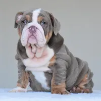 Boss, a male English Bulldog for sale in Dallas, TX – Photo 10 of 10