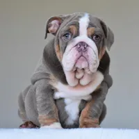 Boss, a male English Bulldog for sale in Dallas, TX – Photo 8 of 10