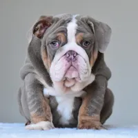 Boss, a male English Bulldog for sale in Dallas, TX – Photo 1 of 10