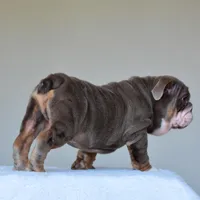 Boss, a male English Bulldog for sale in Dallas, TX – Photo 6 of 10