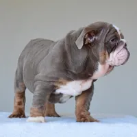 Boss, a male English Bulldog for sale in Dallas, TX – Photo 4 of 10