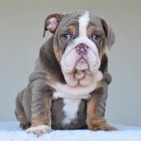 Boss, a male English Bulldog for sale in Dallas, TX – Photo 7 of 10