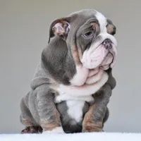 Boss, a male English Bulldog for sale in Dallas, TX – Photo 9 of 10