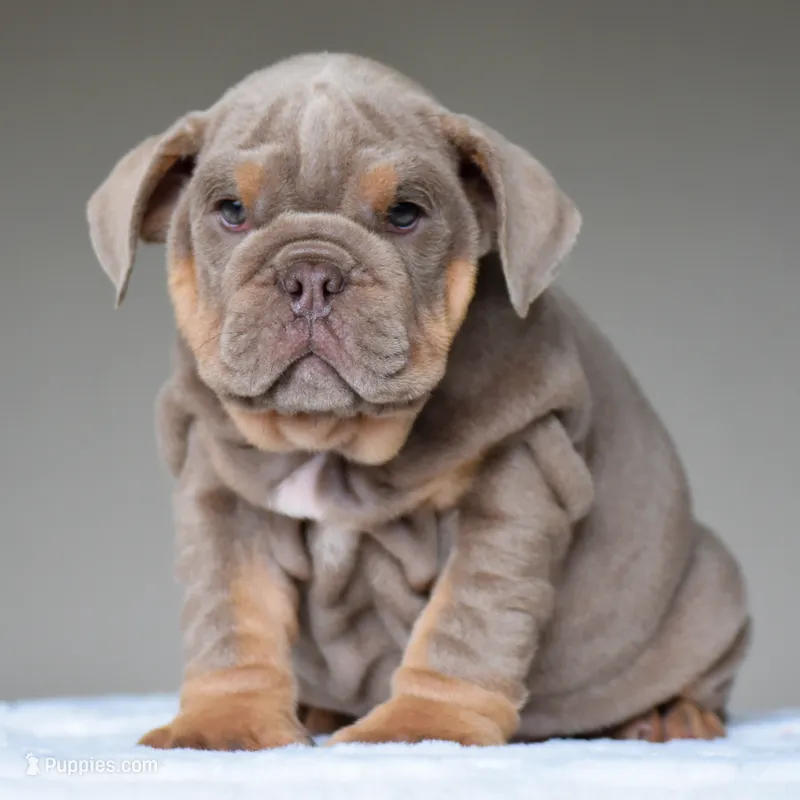 Cora – English Bulldog puppy for sale in Dallas, TX