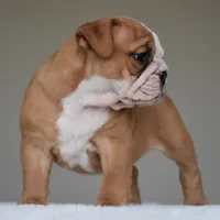 Dakota, a female English Bulldog for sale in Dallas, TX – 5 of 9