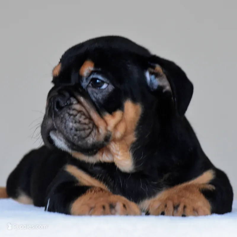 Ciro – English Bulldog puppy for sale in Dallas, TX