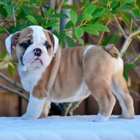 Nacho, a male English Bulldog for sale in Dallas, TX – 2 of 7