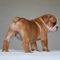 Dakota, a female English Bulldog for sale in Dallas, TX – 9 of 9