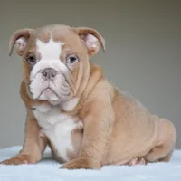 Maple, a female English Bulldog for sale in Dallas, TX – 4 of 8