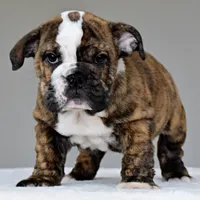 Luna, a female English Bulldog for sale in Dallas, TX – 3 of 6