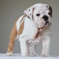 Stella, a female English Bulldog for sale in Dallas, TX – 8 of 10