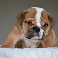 Zoe, a female English Bulldog for sale in Dallas, TX – 8 of 10