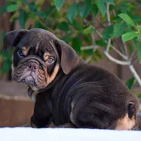 Rolo, a male English Bulldog for sale in Dallas, TX – 4 of 10