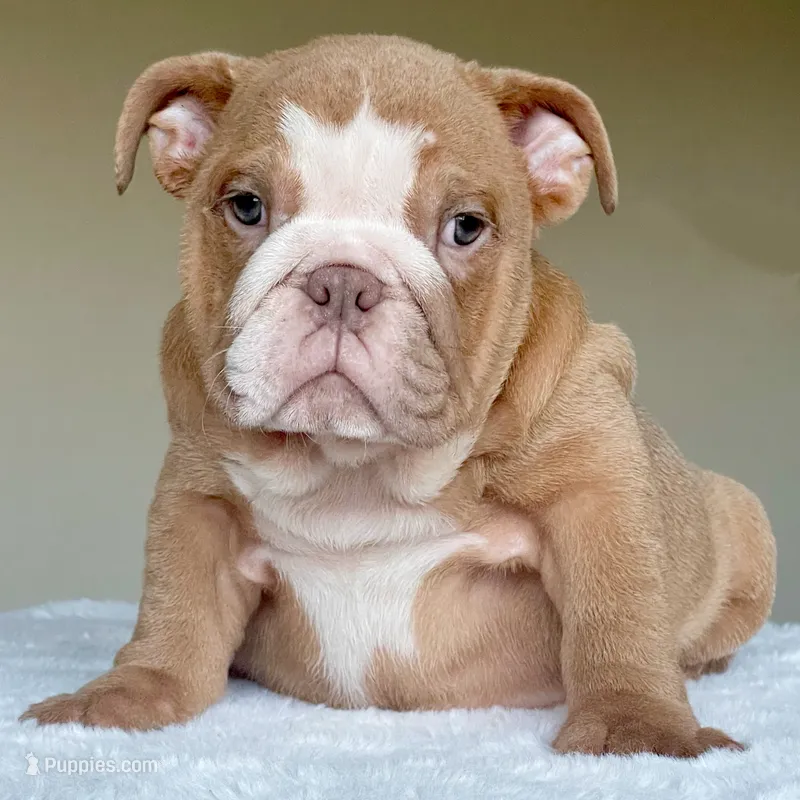 Maple – English Bulldog puppy for sale in Dallas, TX