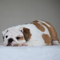 Stella, a female English Bulldog for sale in Dallas, TX – 10 of 10