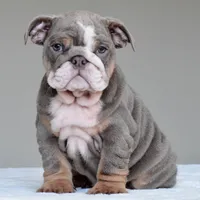 Kona, a female English Bulldog for sale in Dallas, TX – 5 of 10