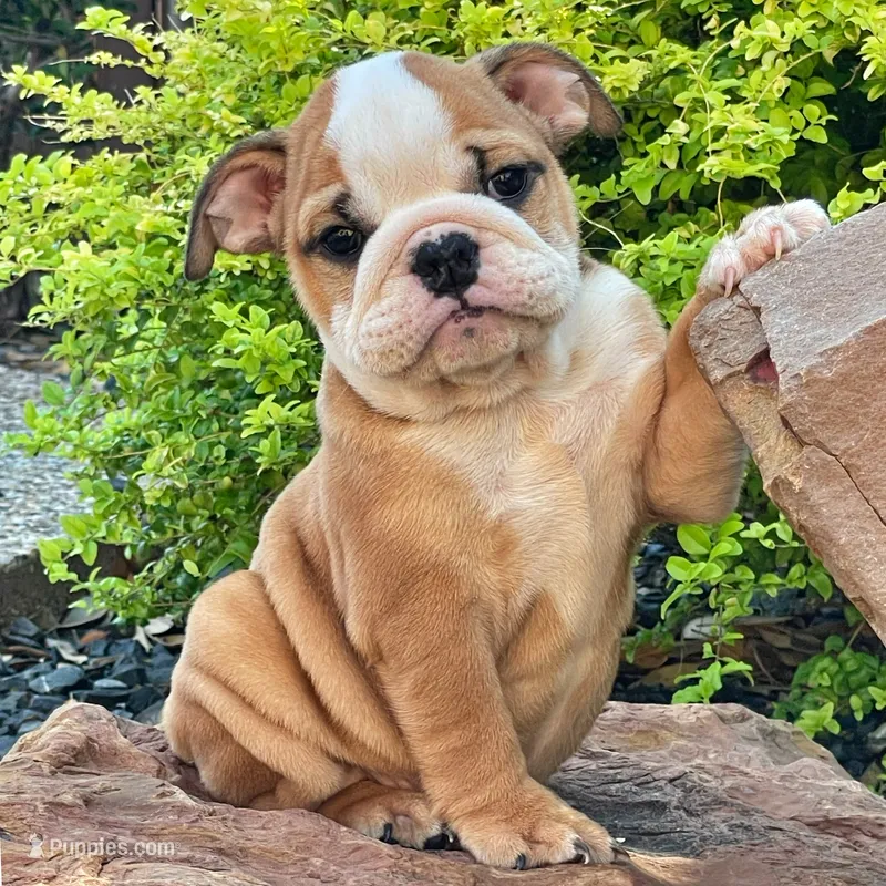 BELLA – English Bulldog puppy for sale in Dallas, TX