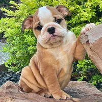 BELLA, a male English Bulldog for sale in Dallas, TX – 1 of 6