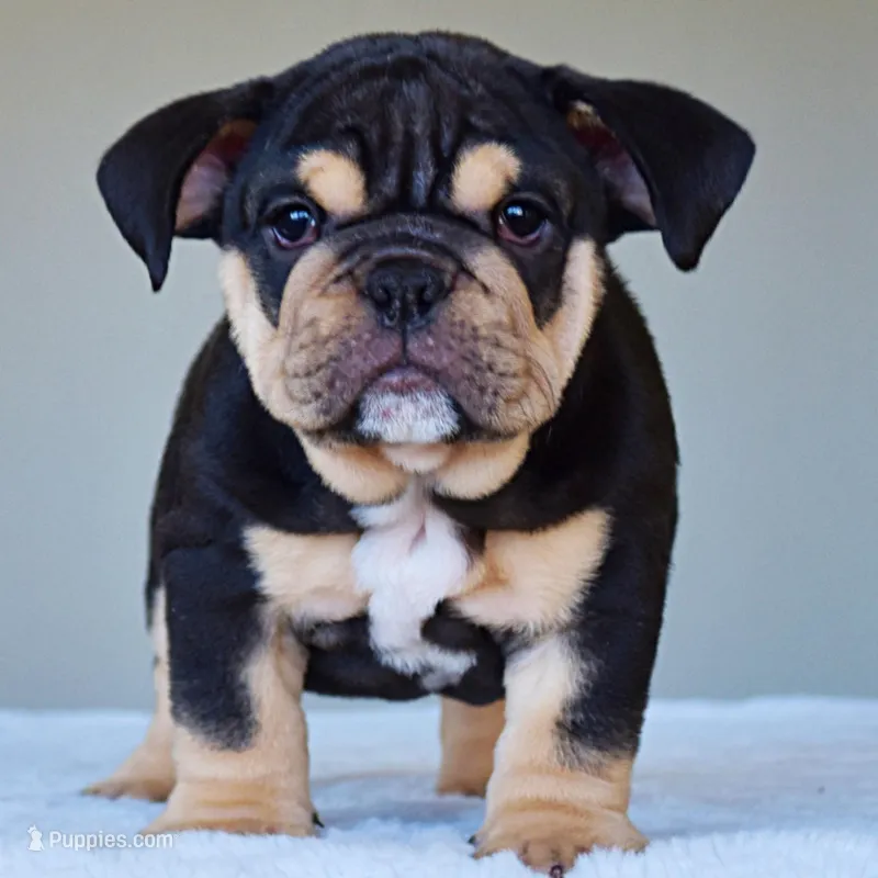 Titan – English Bulldog puppy for sale in Dallas, TX