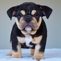 Titan, a male English Bulldog for sale in Dallas, TX – Photo 1 of 8
