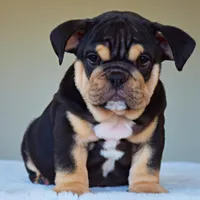 Titan, a male English Bulldog for sale in Dallas, TX – Photo 4 of 8