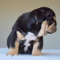 Titan, a male English Bulldog for sale in Dallas, TX – Photo 6 of 8