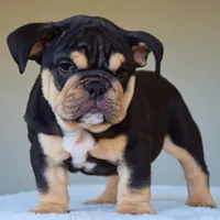 Titan, a male English Bulldog for sale in Dallas, TX – Photo 2 of 8