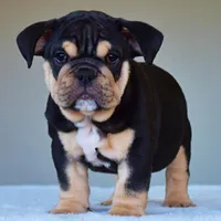 Titan, a male English Bulldog for sale in Dallas, TX – Photo 5 of 8