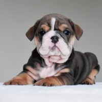 Rio, a male English Bulldog for sale in Dallas, TX – 4 of 9