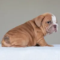 Simon, a male English Bulldog for sale in Dallas, TX – 7 of 10