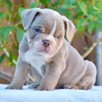 Ash, a male English Bulldog for sale in Dallas, TX – 8 of 9