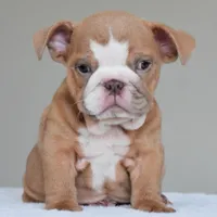 Sadie, a female English Bulldog for sale in Dallas, TX – 5 of 5