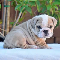 Diego, a male English Bulldog for sale in Dallas, TX – 4 of 8