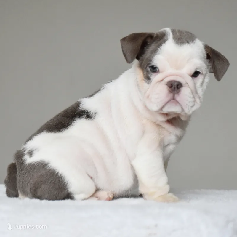 Linda – English Bulldog puppy for sale in Dallas, TX
