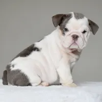 Linda, a female English Bulldog for sale in Dallas, TX – 1 of 10