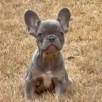 Ollie, a male French Bulldog for sale in Dallas, TX – Photo 5 of 8