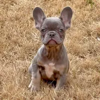 Ollie, a male French Bulldog for sale in Dallas, TX – Photo 7 of 8