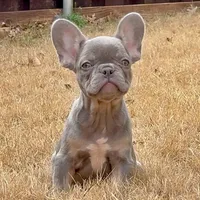 Ollie, a male French Bulldog for sale in Dallas, TX – Photo 3 of 8