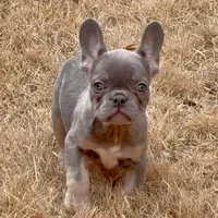 Ollie, a male French Bulldog for sale in Dallas, TX – Photo 2 of 8